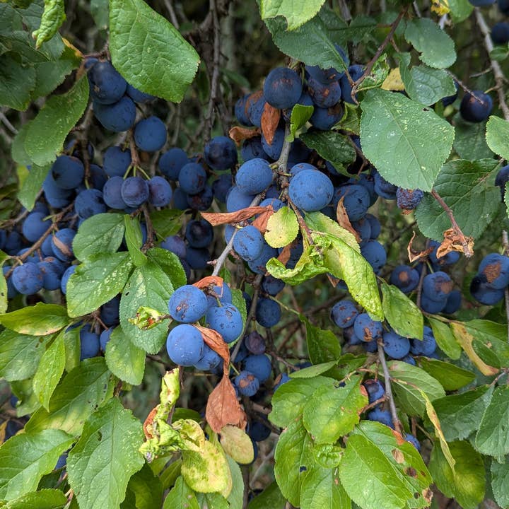 Fruits of the Forage โ wholesale Preserves โ Damson & Crab Apple Fruit Cheese1
