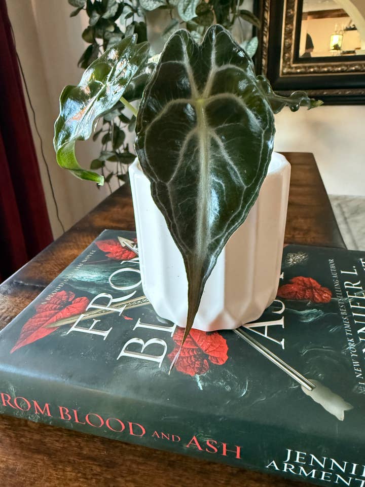 Alocasia Venom for wholesale by Plant Vault