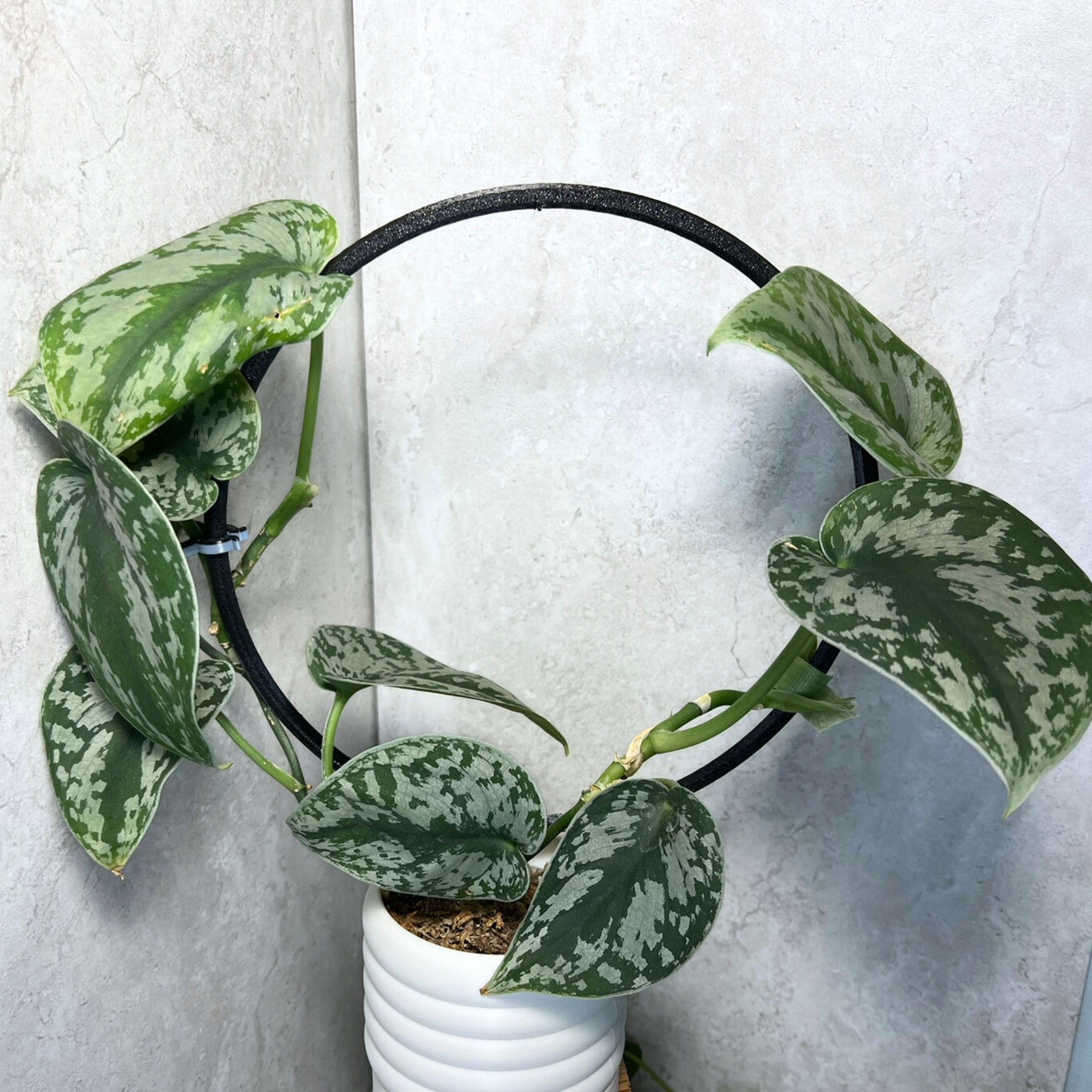 Floraform Creations - Wholesale Trellis - Hoop Shaped Eco-Friendly Lightweight Houseplant Trellis 4