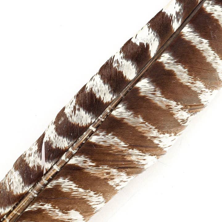 Zucker Feather Products - Wholesale Feathers - Barred Turkey Pointer Feathers - Right Wing - 12 PC3