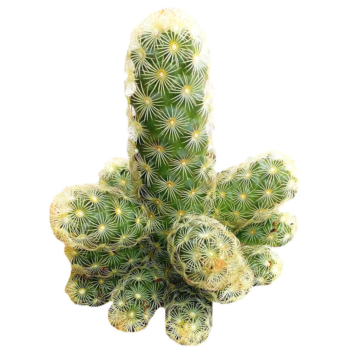 Best Plant Friend - Wholesale Succulent - Lady Fingers Cactus Mammillaria Elongata 2/4 inch Succulent8
