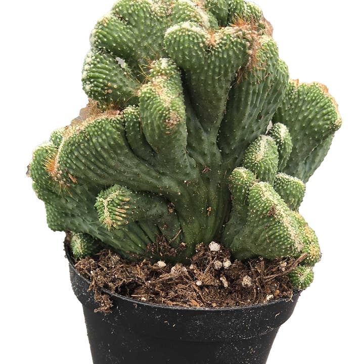 Cactus Coral Green 6 inch Grower Pot for wholesale by Arcadia Garden Products