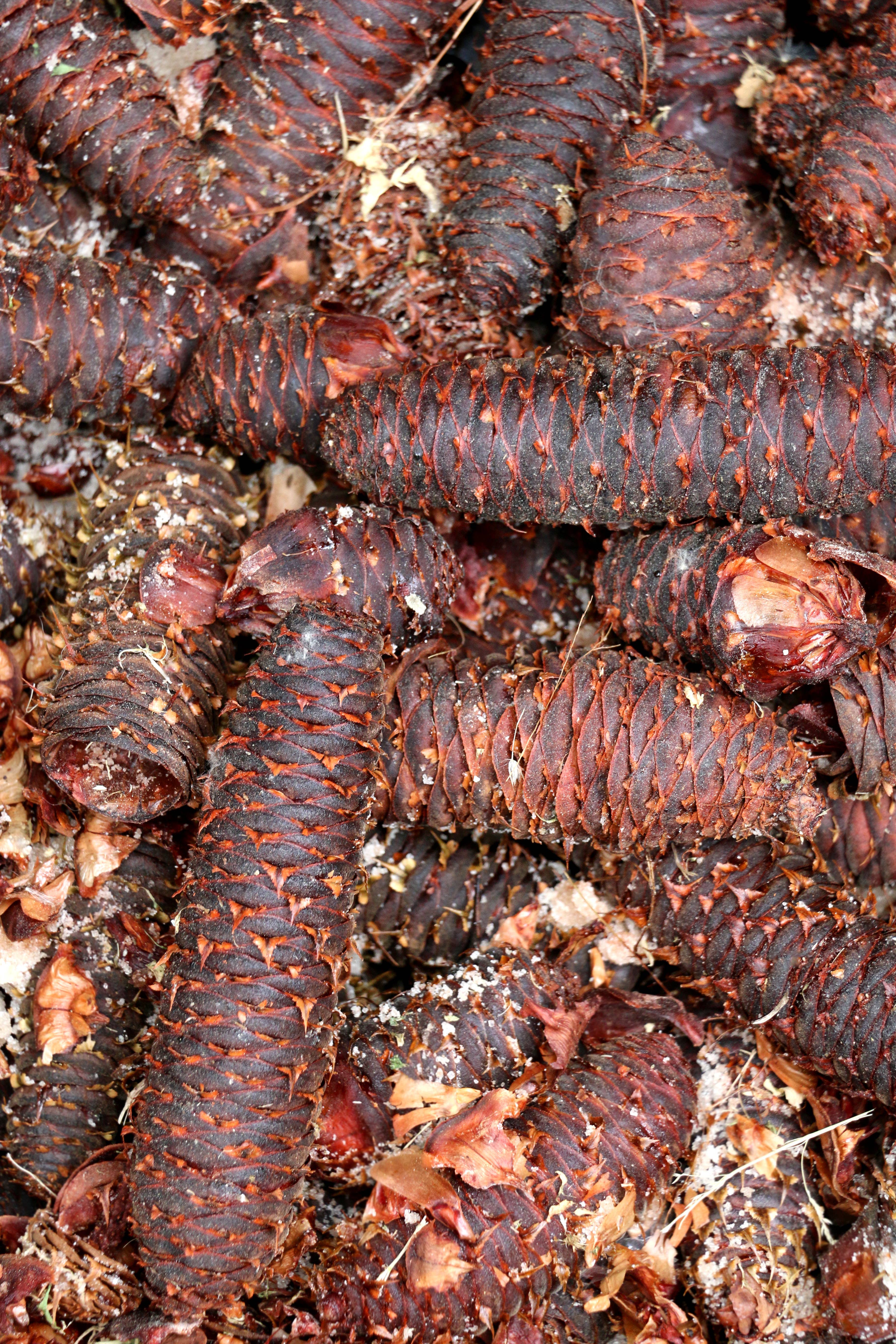 ABIES LAGRIMUS - Wholesale Maple Syrup - LAGRIMUS: Sirop de Sapin des Pyrénées BIO  Epicerie Fine2