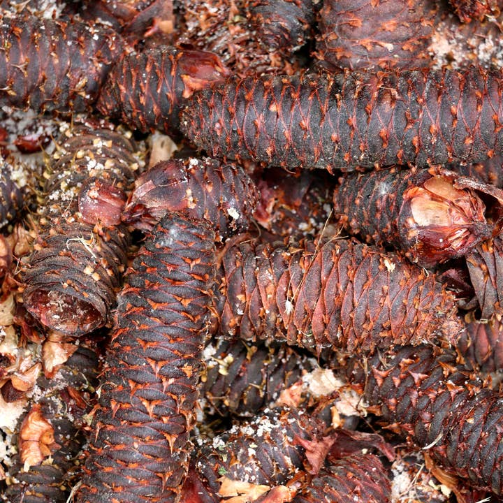 ABIES LAGRIMUS - Wholesale Maple Syrup - LAGRIMUS: Sirop de Sapin des Pyrénées BIO Epicerie Fine2