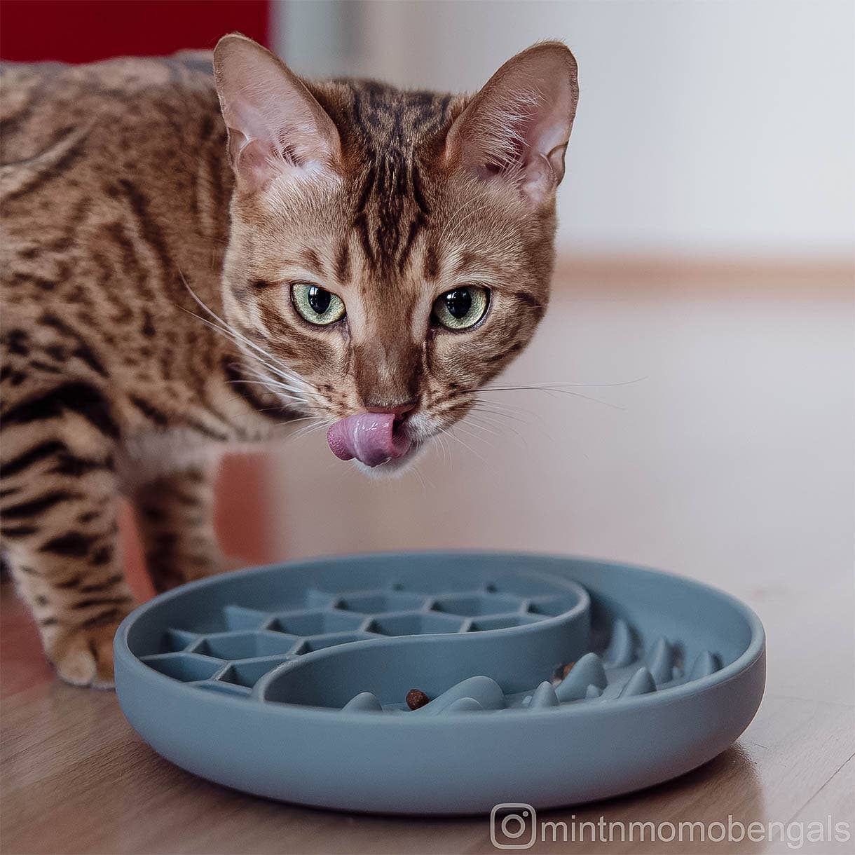 ne&no - Wholesale Pet Bowl - Cat/Dog - ne&no® Anti-Gulping Bowl / Licking Dish for Dogs & Cats15