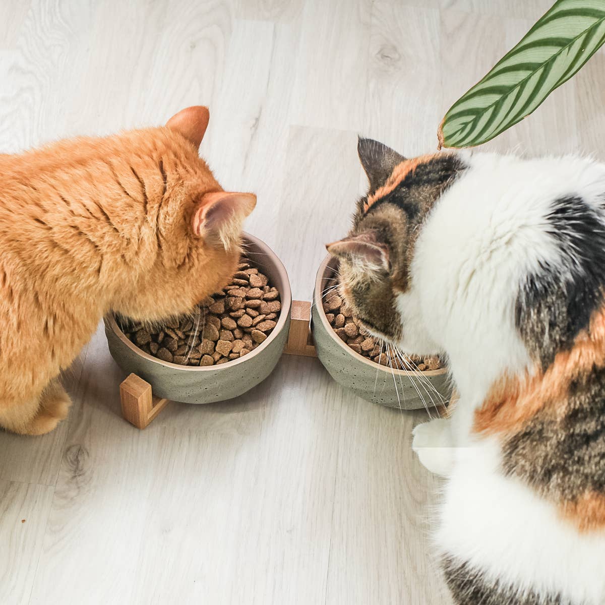 ne&no - Wholesale Pet Bowl - Cat/Dog - ne&no® Ceramic Double Feeding Bowl with Bamboo Stand I Set of 21