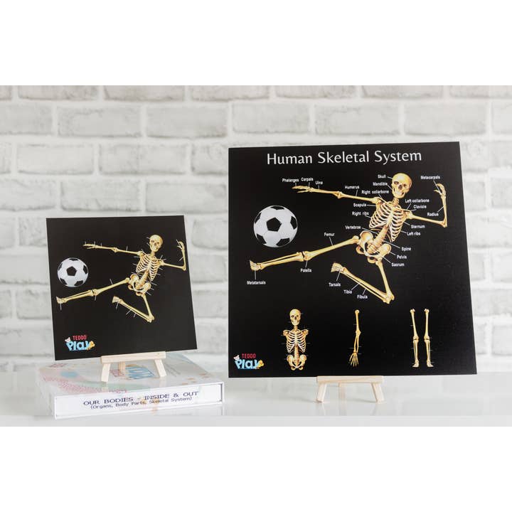 Teddo Play – Großhandel Lernkarten – Kind & Baby – Multi-Bundle mit 13 Lernsets Lernspiele für Kinder31