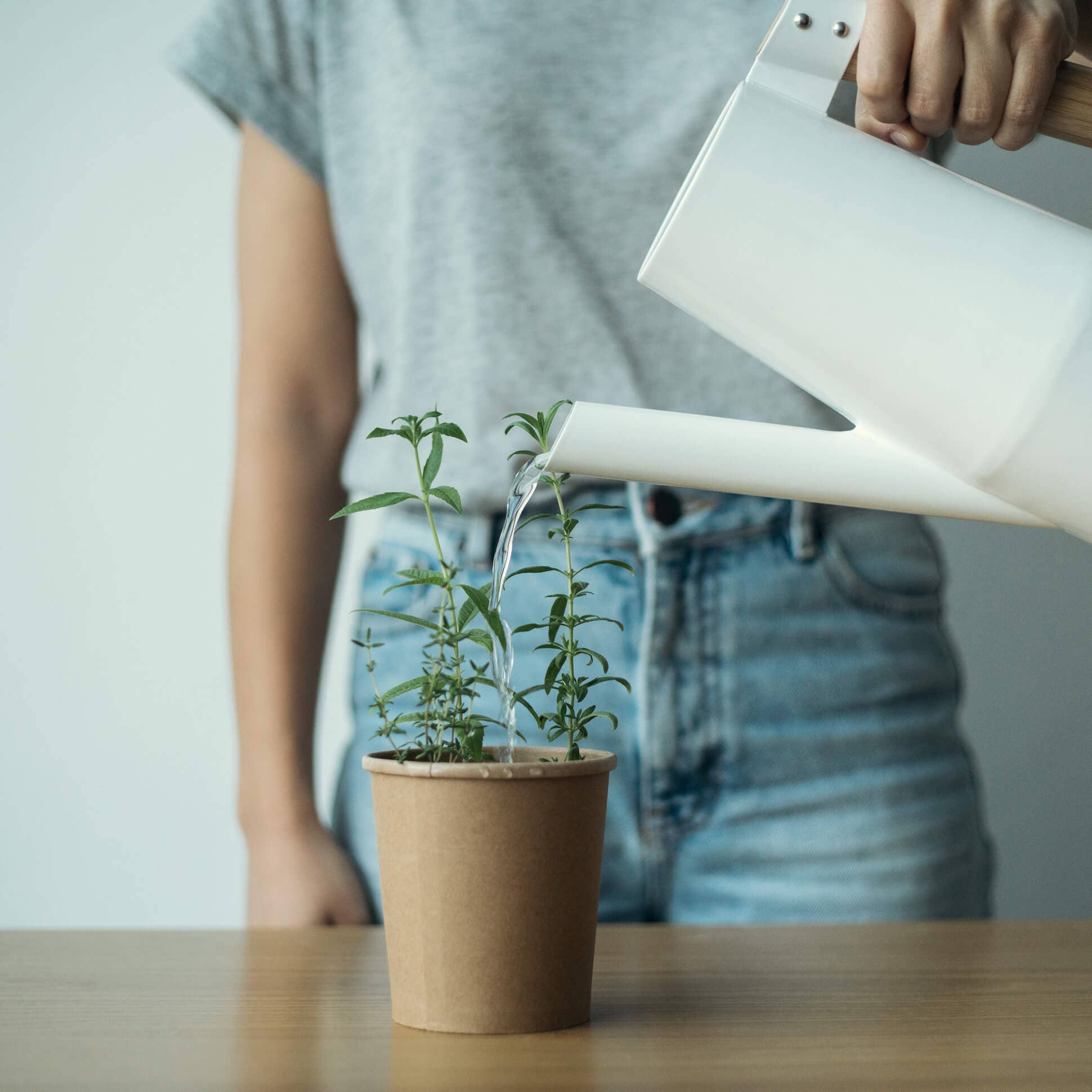 rhoeco - fine organic goods - Wholesale Health/detox tea - Drink it, Plant it - Organic Herbal Tea Blends16