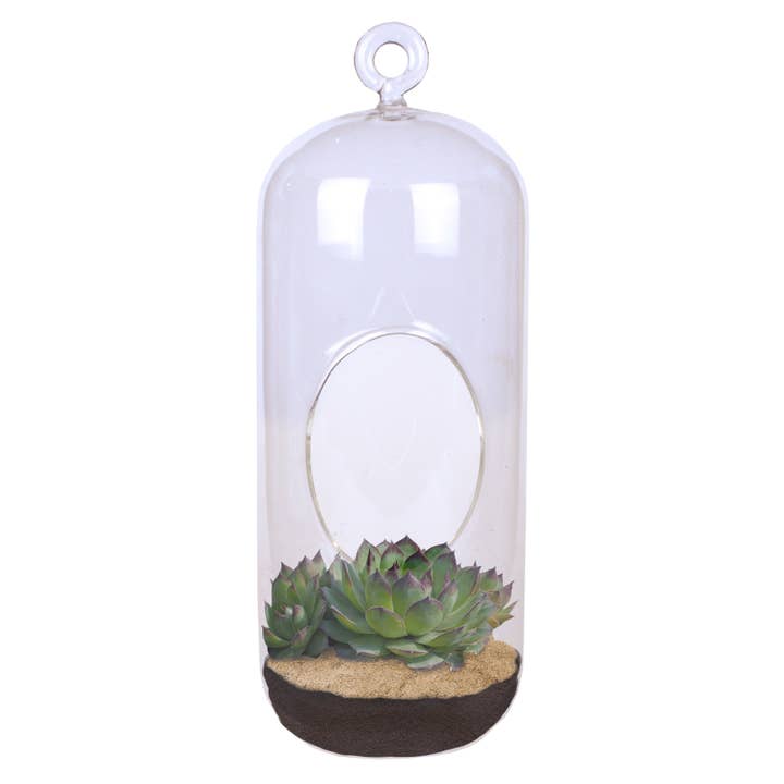 Silver Circle Products - Wholesale Terrarium - Stunning Sedum Carefree Capsule Glass Terrarium