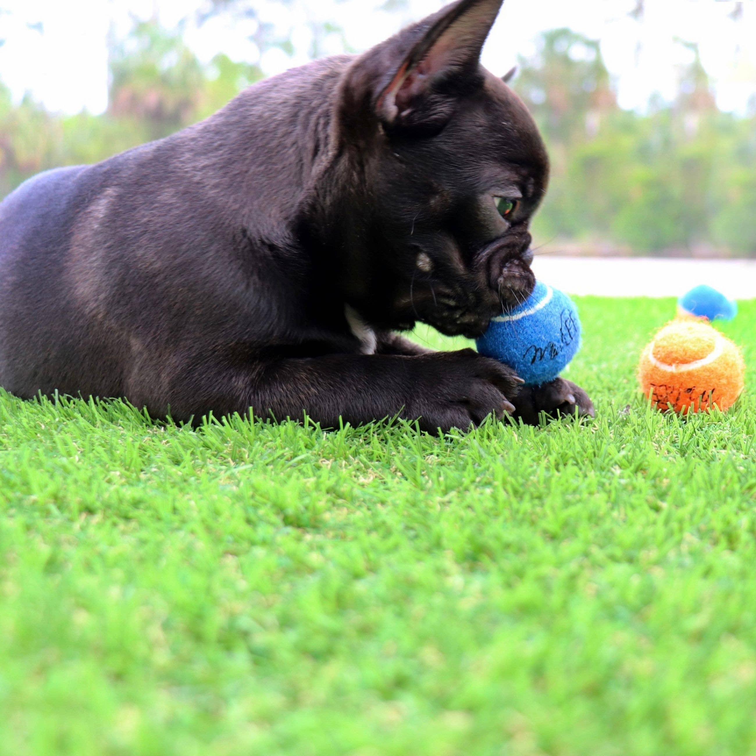 Midlee Designs - Wholesale Pet Fetch Ball - Dog - Midlee Mini 1.5" Dog Tennis Balls w/ Squeaker - Solid Colors7