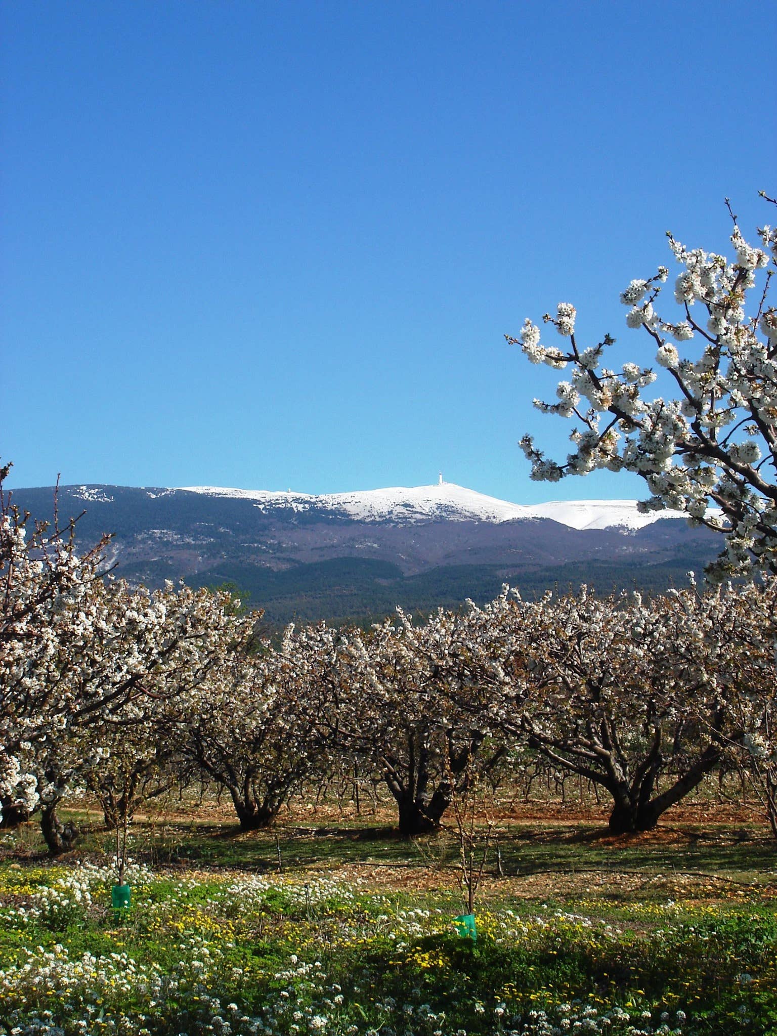 CONSERVES GUINTRAND – Geleia por atacado – Compota de cereja preta PG 580 ml - sem açúcares adicionados1