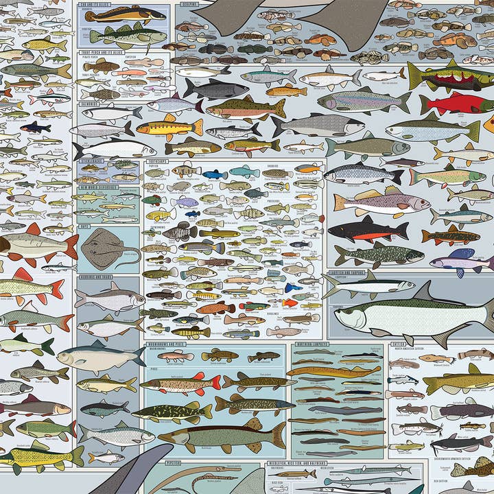 Pop Chart - Wholesale Art Print - Freshwater Fish of America | 36" x 24" art print3
