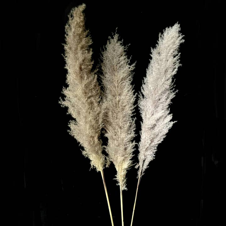Botanico Ltd. - Wholesale Dried/pressed flowers - Pampas Grass9