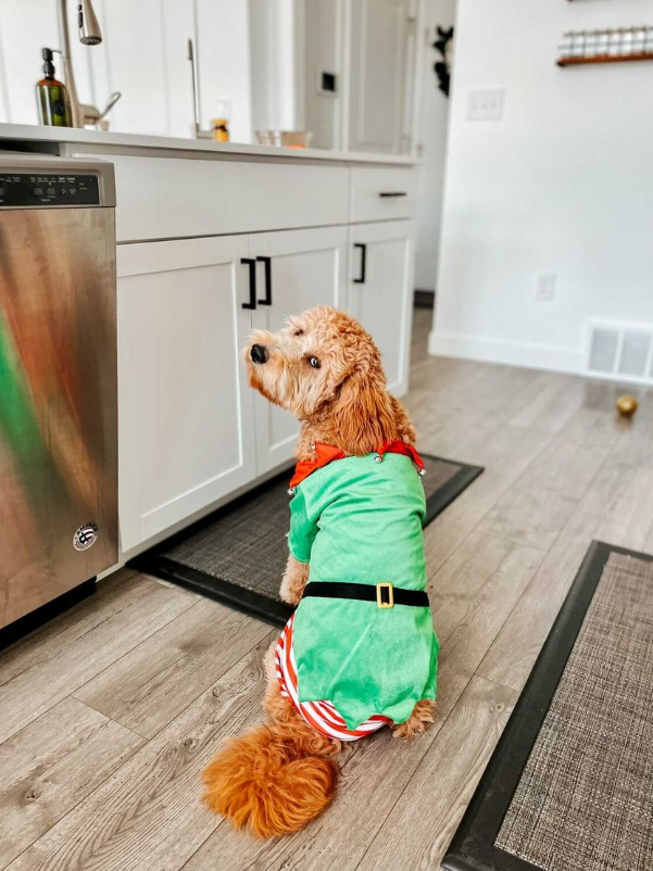 Midlee Designs – wholesale Pet costume – Dog – Midlee Dog Elf Costume7