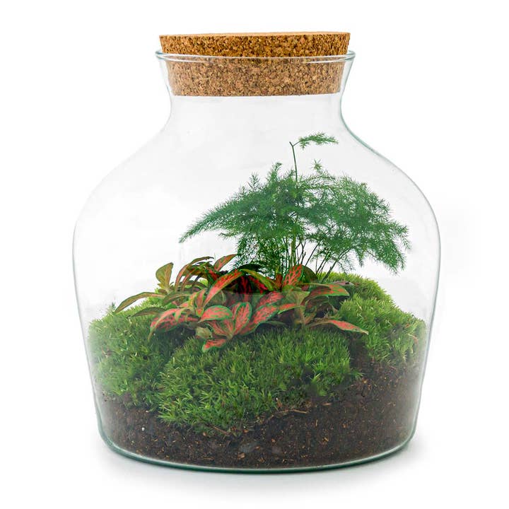 Trendhero.nl/b2b – Engroshandel DIY-hobbysæt – Terrarium DIY-sæt - Little Joe - Flaskehave - ↑ 21,5 cm