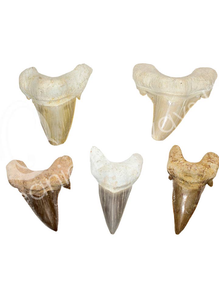 (PK 20)FOSSILE - DENTE DI SQUALO SFUSO (PK 20) 1,5" per la vendita all'ingrosso da parte di Oceanic Linkways Inc