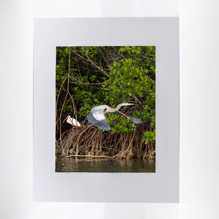 Artwork-Blue Heron 3 for wholesale by Mike Ring Photography