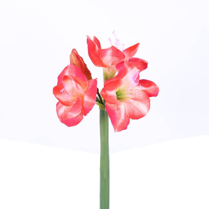 FL10831 AMARYLLISx3F1B,26in-12P/48/5.77' for wholesale by Green Import Limited