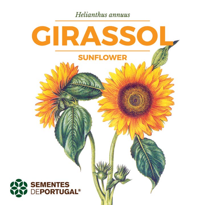 Semi di girasole per la vendita all'ingrosso da parte di Sementes de Portugal