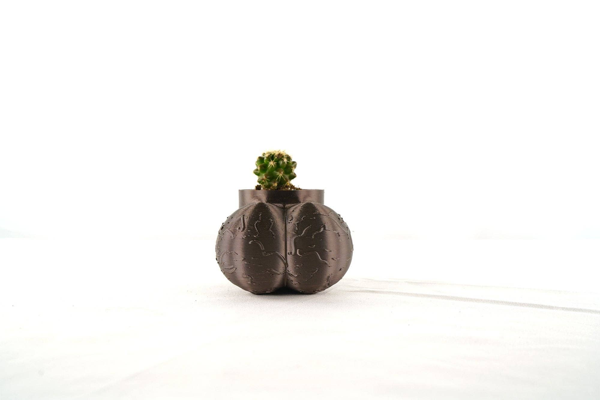 Rosebud Homegoods - Wholesale Plant Pot - Sir Richard Plant Pot, Optional Cactus5