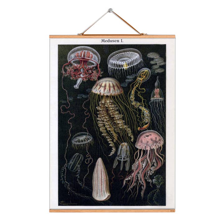 Rul billede illustration # 169/Merculiano/ Medusa 1 for engroshandel hos Eicie