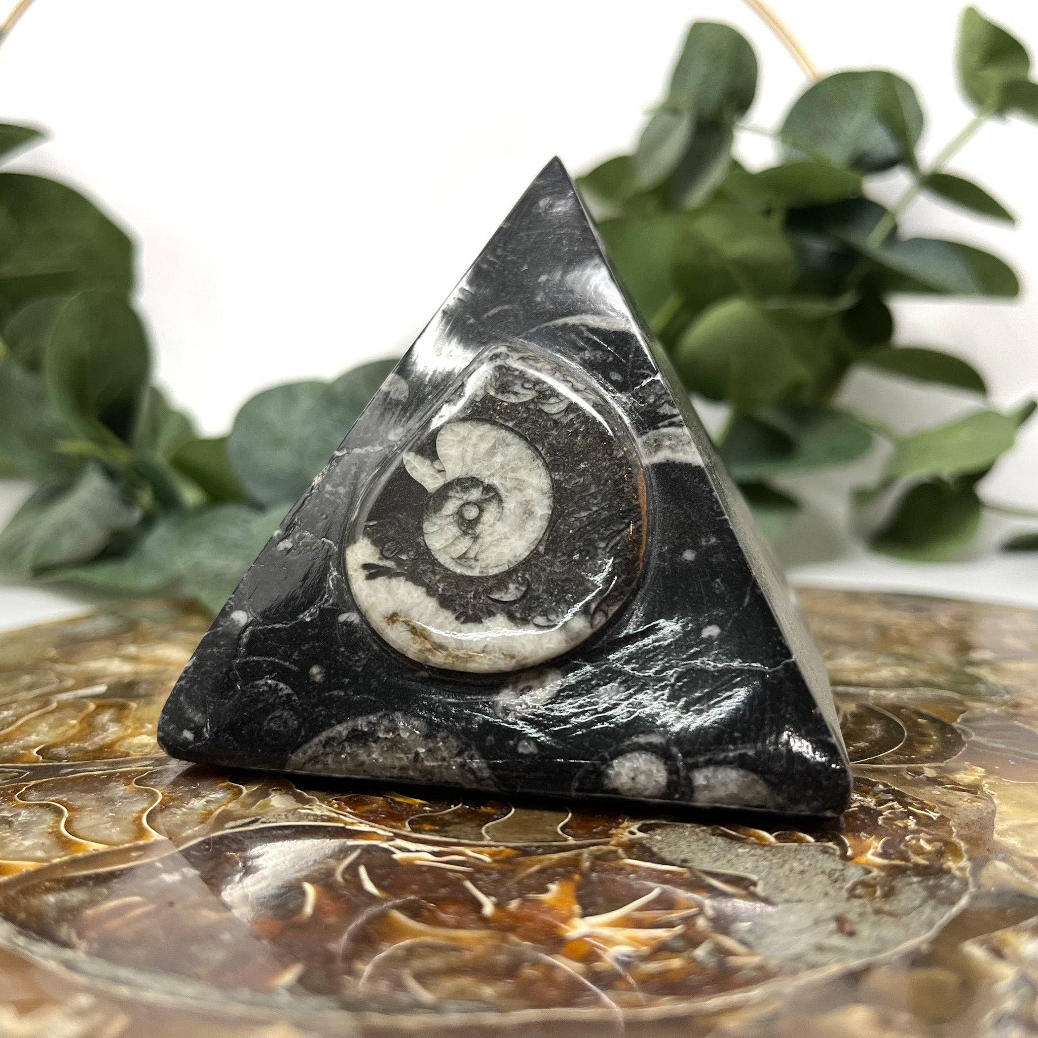 The Crystal Tabby - Wholesale Spiritual Stone/Crystal - Fossil Pyramid1
