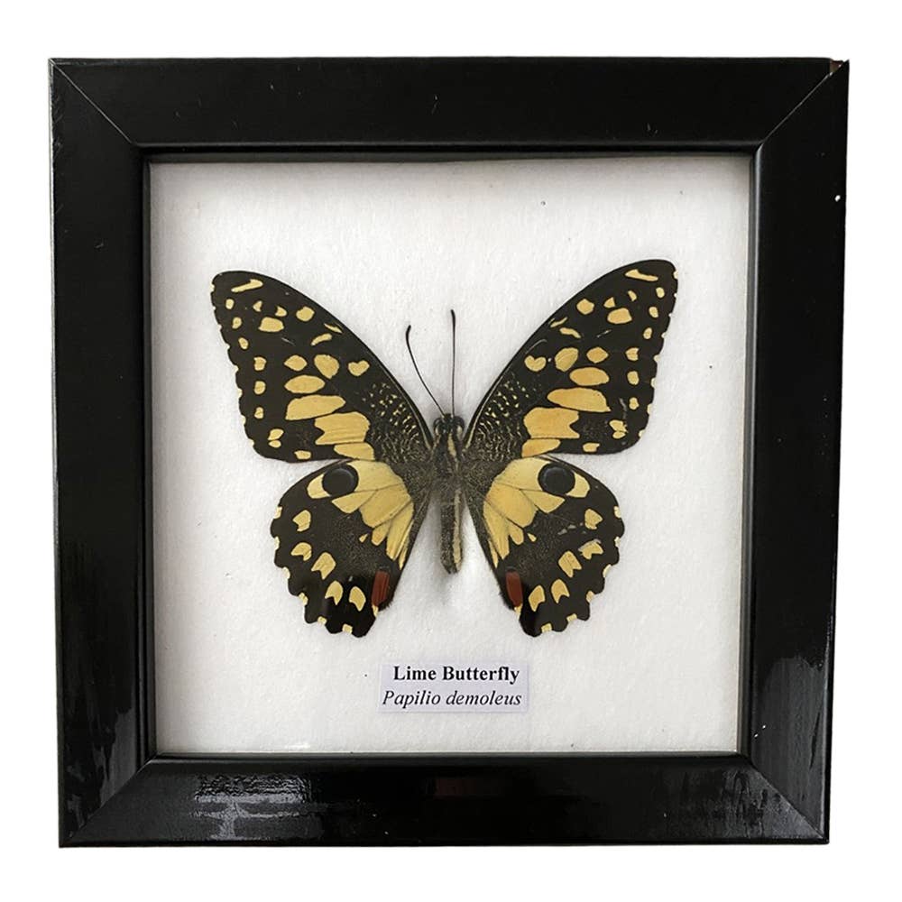 VIE – wholesale Wall Accent – Butterfly Mounted Under Glass, Assorted18