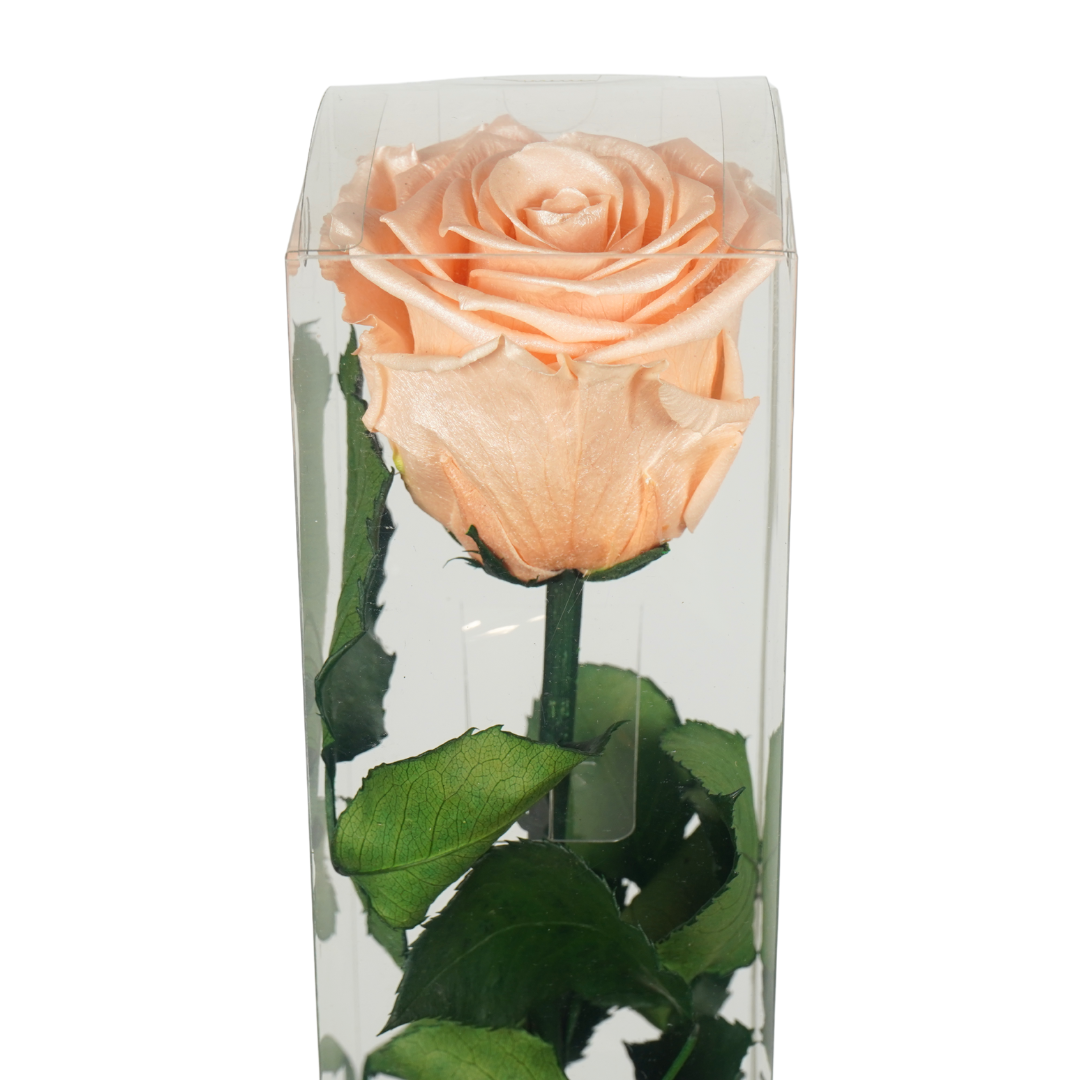 Wildflowers by Floriette – Engroshandel Kunstige blomster – Rosa konserveret stilk Gloss fersken 50 cm1