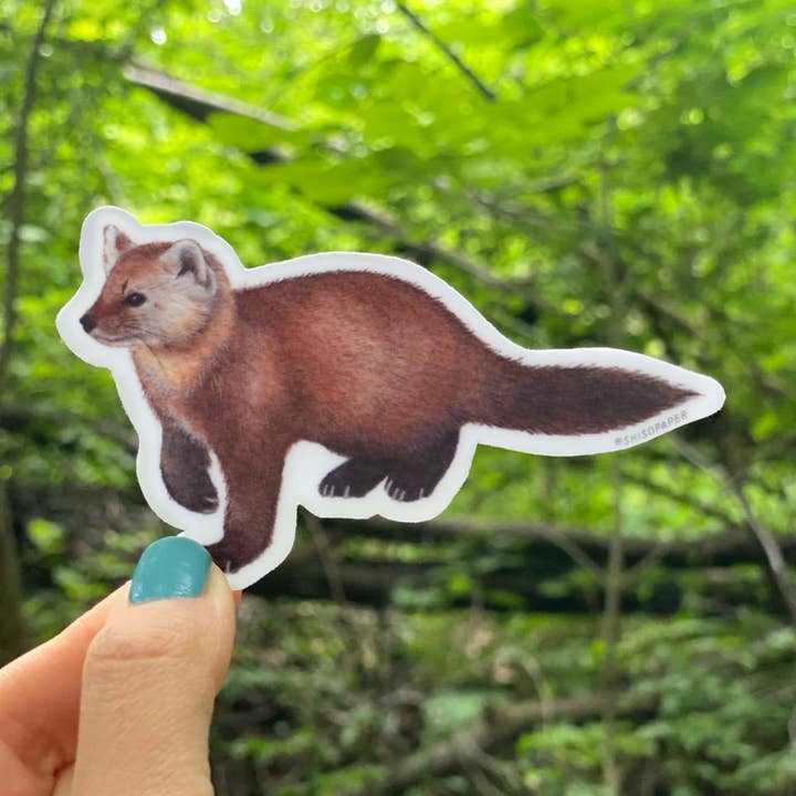 American Pine Marten Vinyl Sticker for wholesale by Shiso Paper
