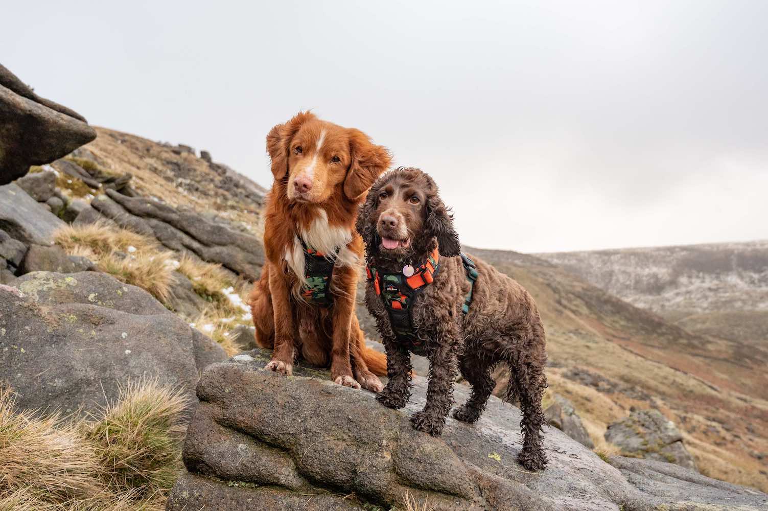 Long Paws - Vente Harnais – chien - Respectueux de la Terre - Ensemble Harnais et Laisse Trig Point3