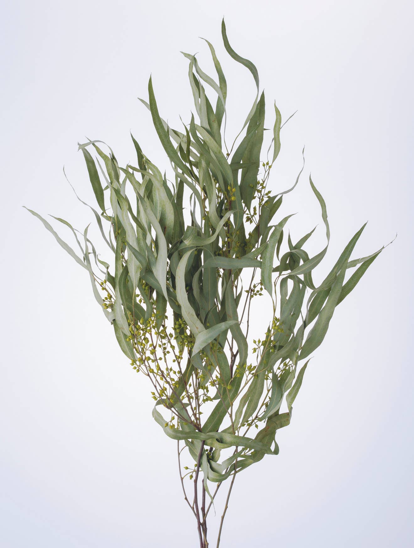 2626 Designs - Wholesale Dried/Pressed Flowers - Dried Preserved Eucalyptus Exotica with Leaf|Realistic Decor4