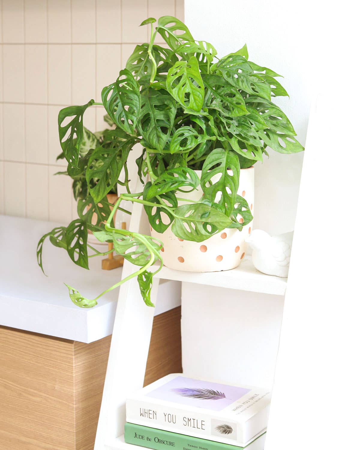 Best Plant Friend - Wholesale Live Plant - Monstera Adansonii 'Swiss Cheese' - Live Plant - 4/6 inch3