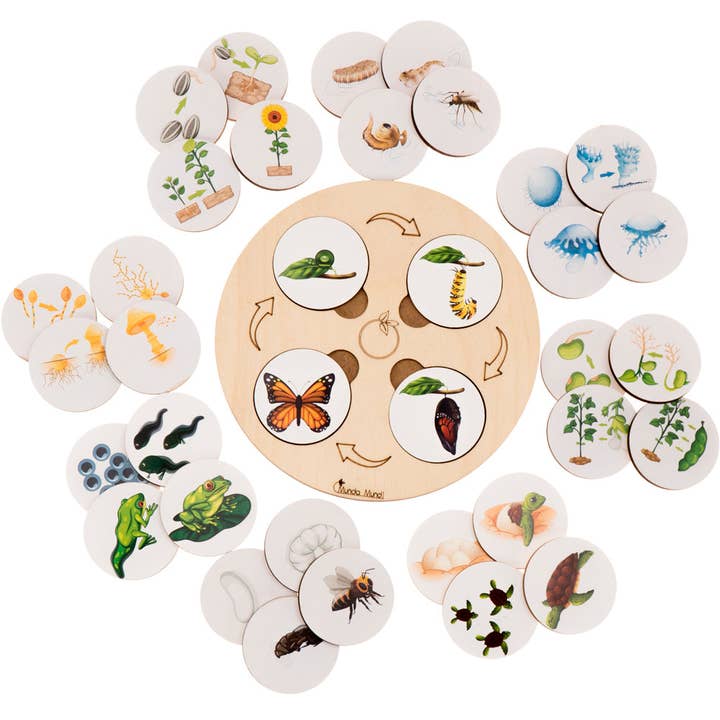 Montessori life cycles set for wholesale by Munda Mundi