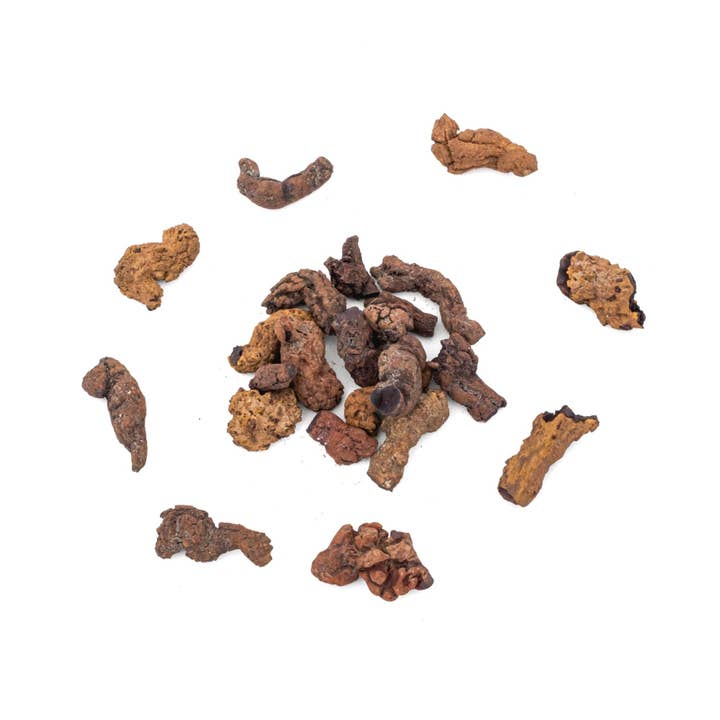 Fossilized Coprolite (Dinosaur Poop) for wholesale by Tree of Life Gems