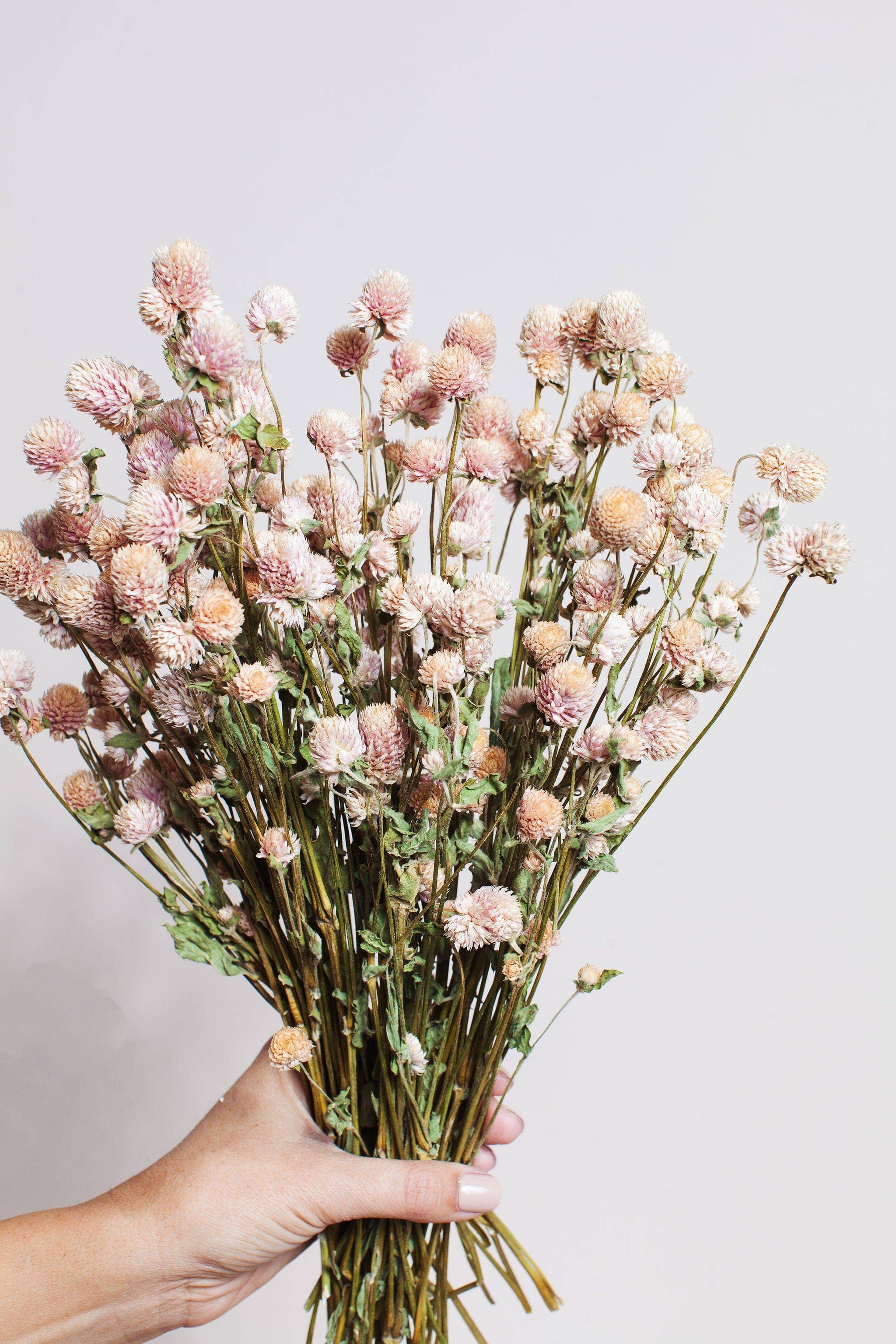 Idlewild Floral Co. – wholesale Torkade/pressade blommor – Torkad Blush Globe Amaranth2