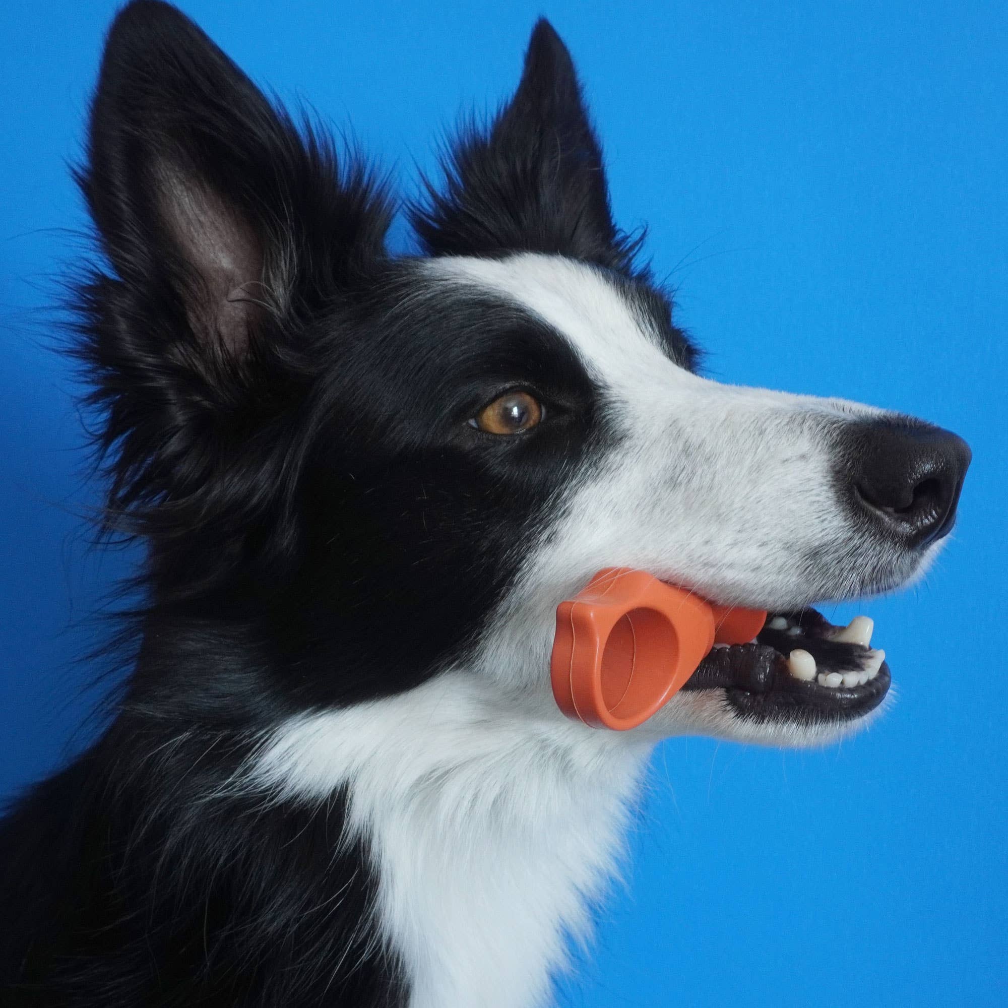 Keen Products Inc. - Vente Produit de toilettage – chien - L'aide à la brosse à dents PawReady BiteBlock permet d'accéder aux dents des animaux10