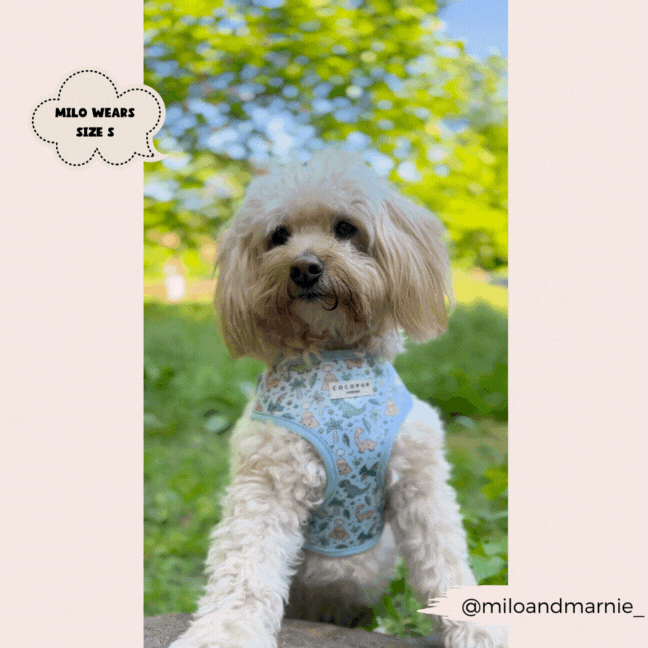 Cocopup London - Venta al por mayor Arnés - Perros - Arnés ajustable para cuello Dinopaws20