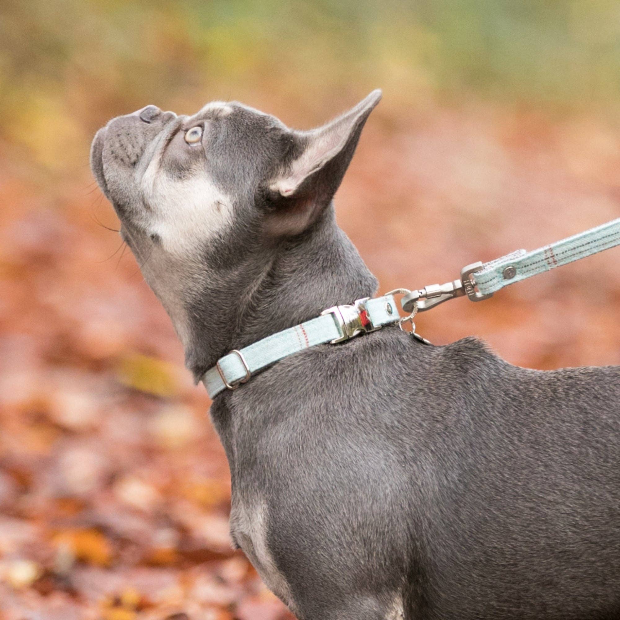 Hugo & Hudson – Engroshandel Halsbånd - Hund – Tweed Metal Spænde Hundehalsbånd - Aqua Ternet6