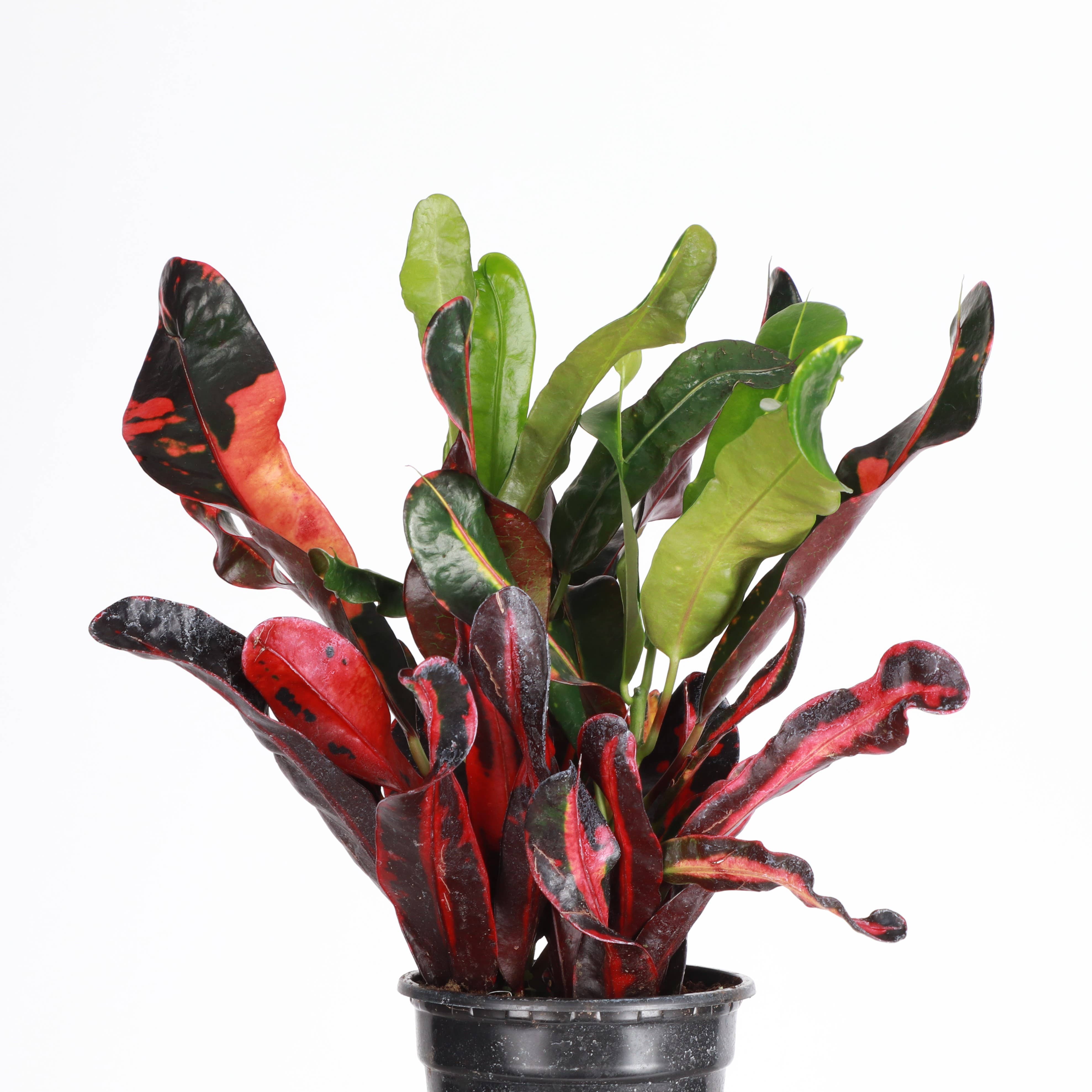 Thorsen's Greenhouse - Wholesale Live Plant - Mammy Croton - Live Plant3