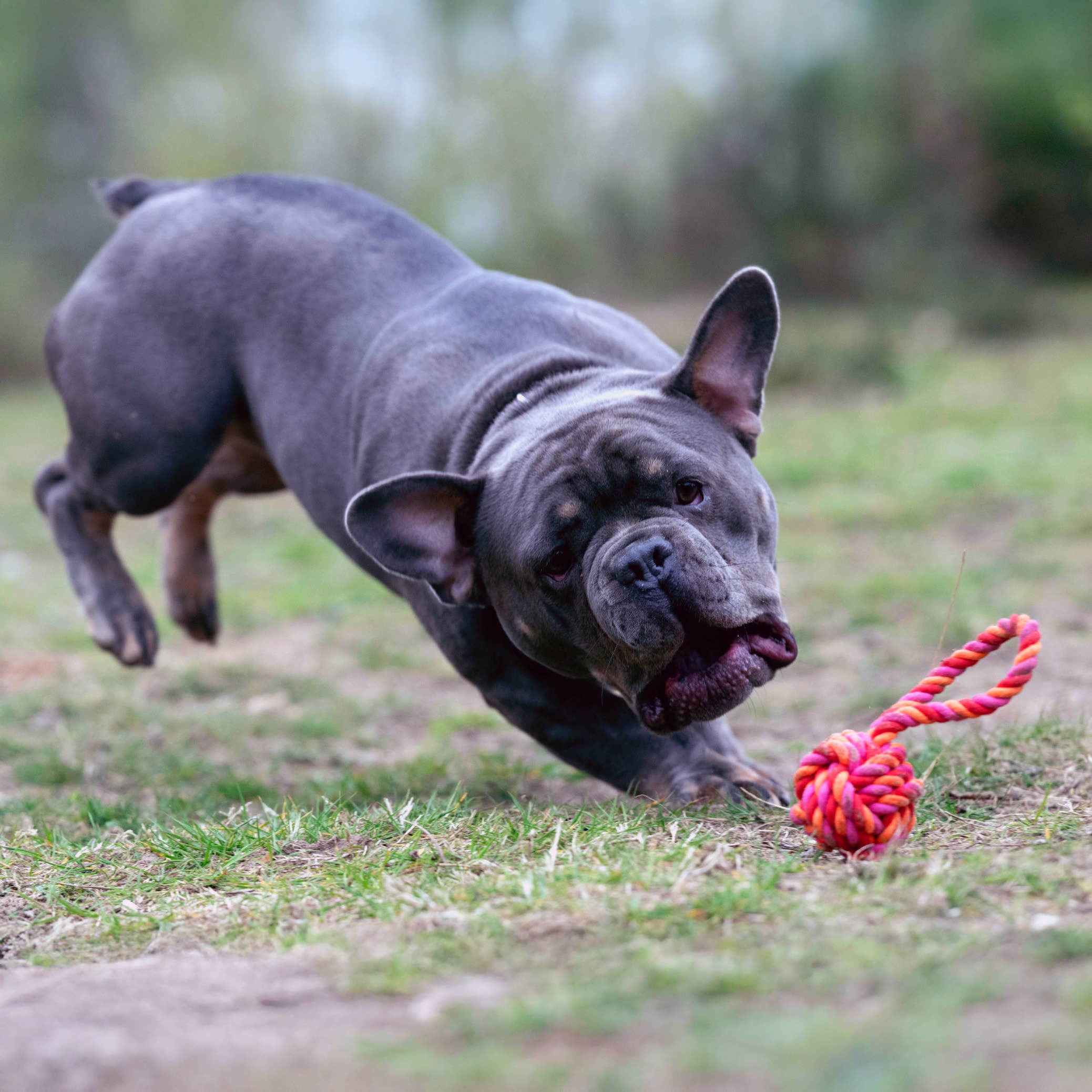 LABONI - Volentis GmbH - Wholesale Pet Toy - Dog - MINI SCHLEUDERBALL – Small Size, Big Fun7