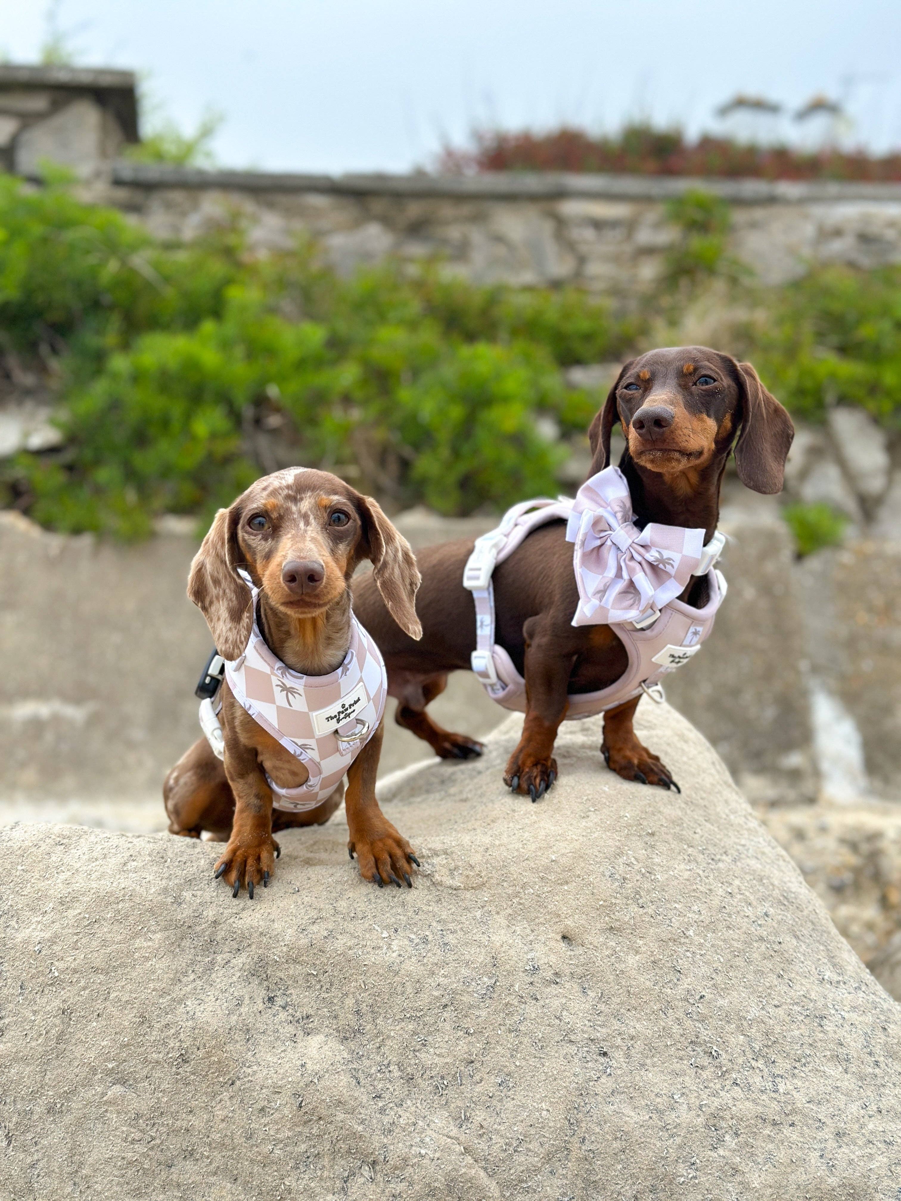 The Paw Print Boutique – wholesale Pet bow tie – Dog – Palm Springs Bow Tie5