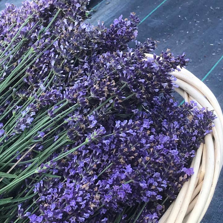 Plainly Elegant Lavender - Wholesale Dried/pressed flowers - Big Time Blue Dried Lavender Bundle8