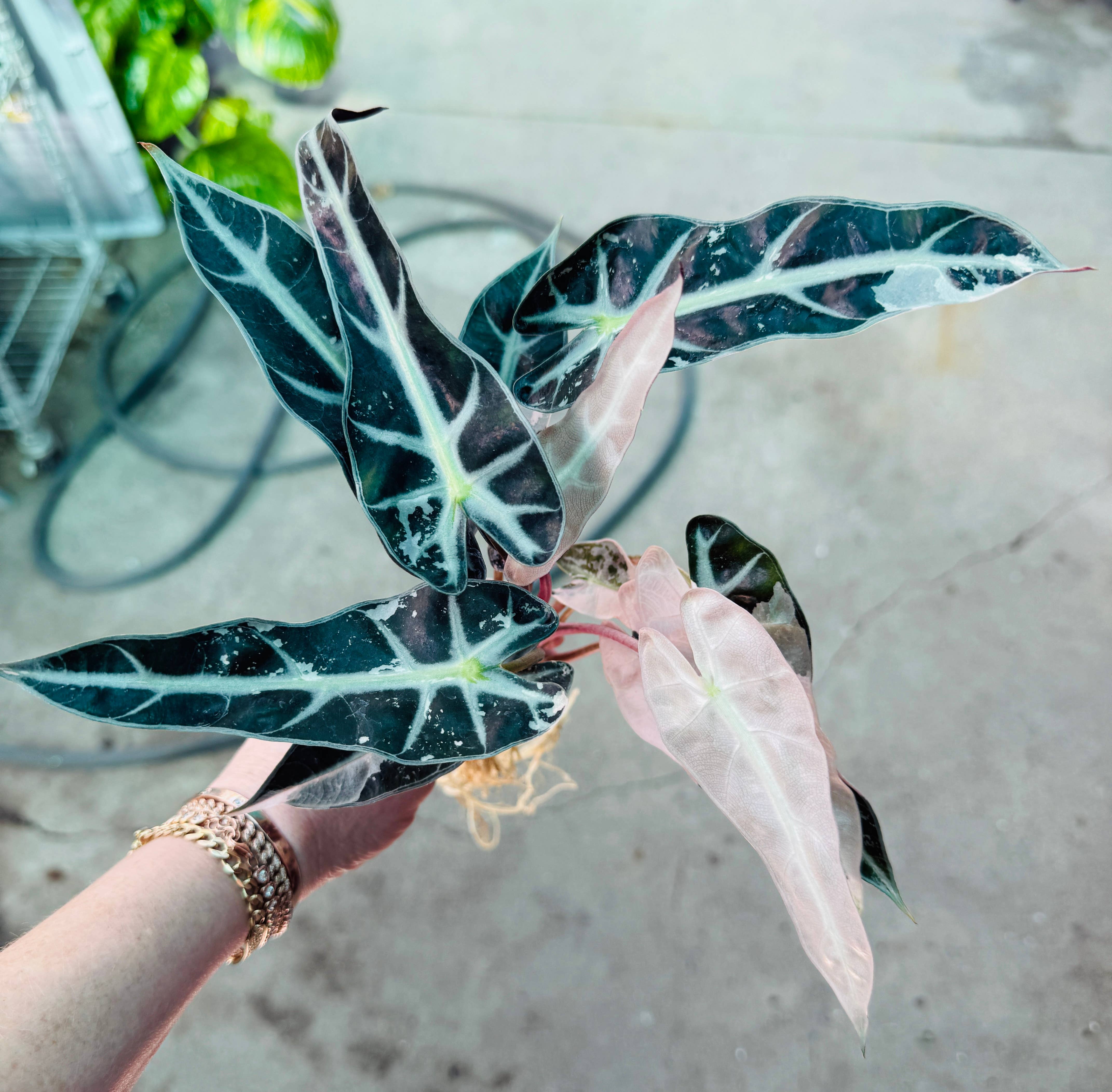 Plant Vault - Wholesale Live Plant - Pink Alocasia Bambino1
