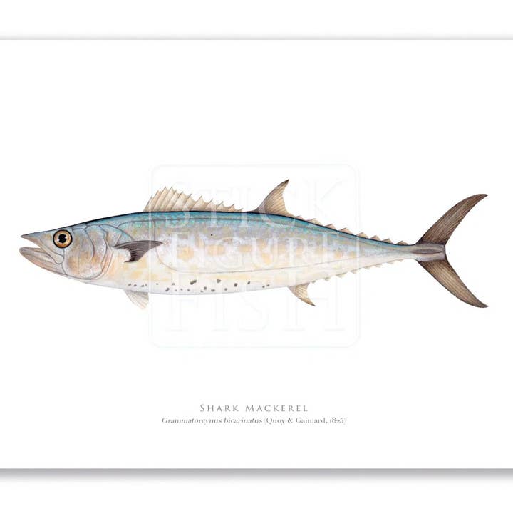 Stick Figure Fish - Wholesale Art print - Shark Mackerel - Fine Art Print2