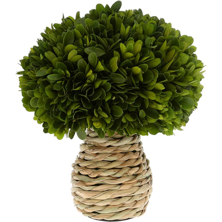 Pavilion - Wholesale Artificial Plant - 10" Mushroom - Preserved Boxwood Topiary