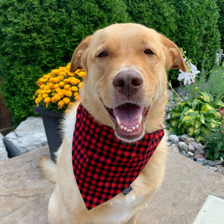 Bandana pour chien en flanelle à carreaux Buffalo pour la vente par Dog Gone Gear