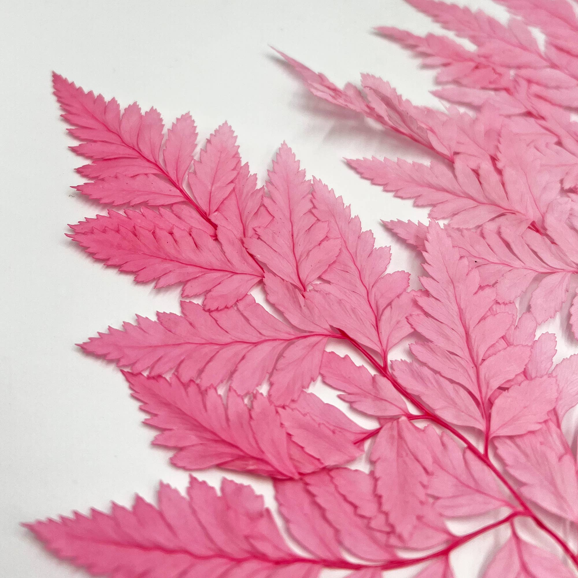 2626 Designs - Vente Fleur séchée/pressée - Fougère Davallia Mariesii séchée et préservée13