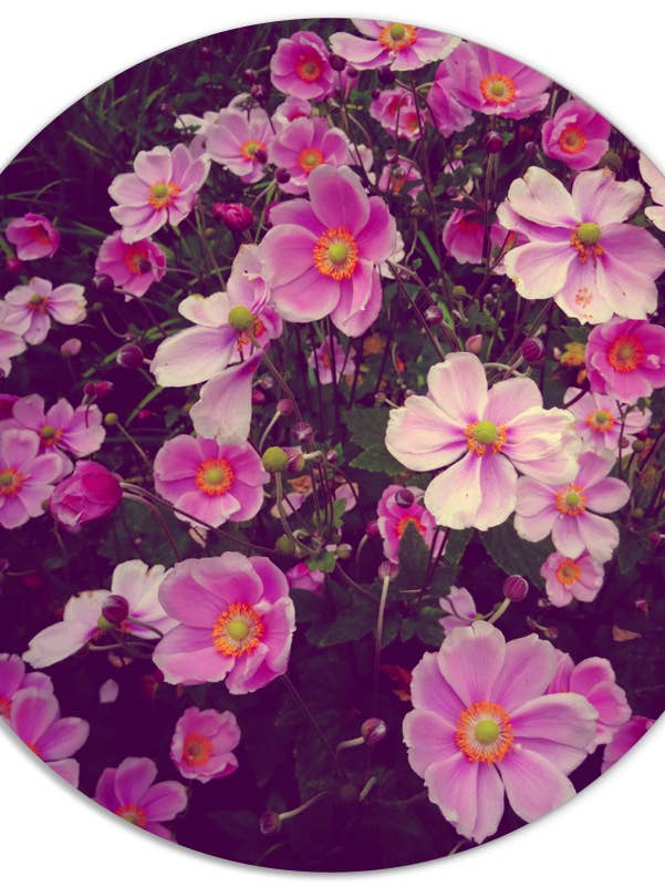 Muurcirkel roze bloemen for wholesale by Label2X B.V.