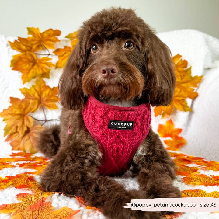 Cocopup London - Wholesale Pet harness – Dog - Cable Knit Jumper Adjustable Neck HARNESS - Mulled Pup Wine5