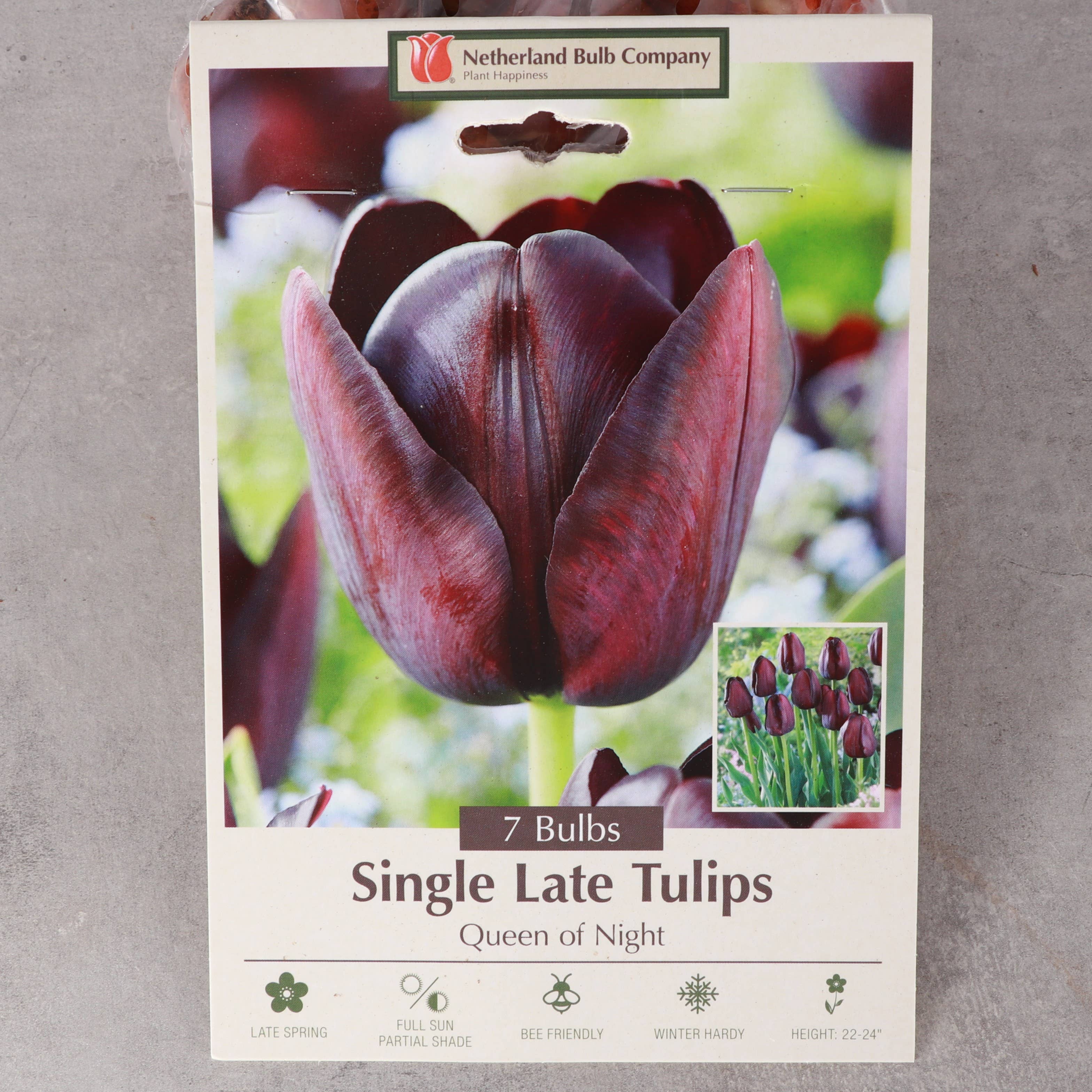 Thorsen's Greenhouse - Vente Plante - Bulbes de tulipes - Plusieurs variétés - Plantes vivaces6